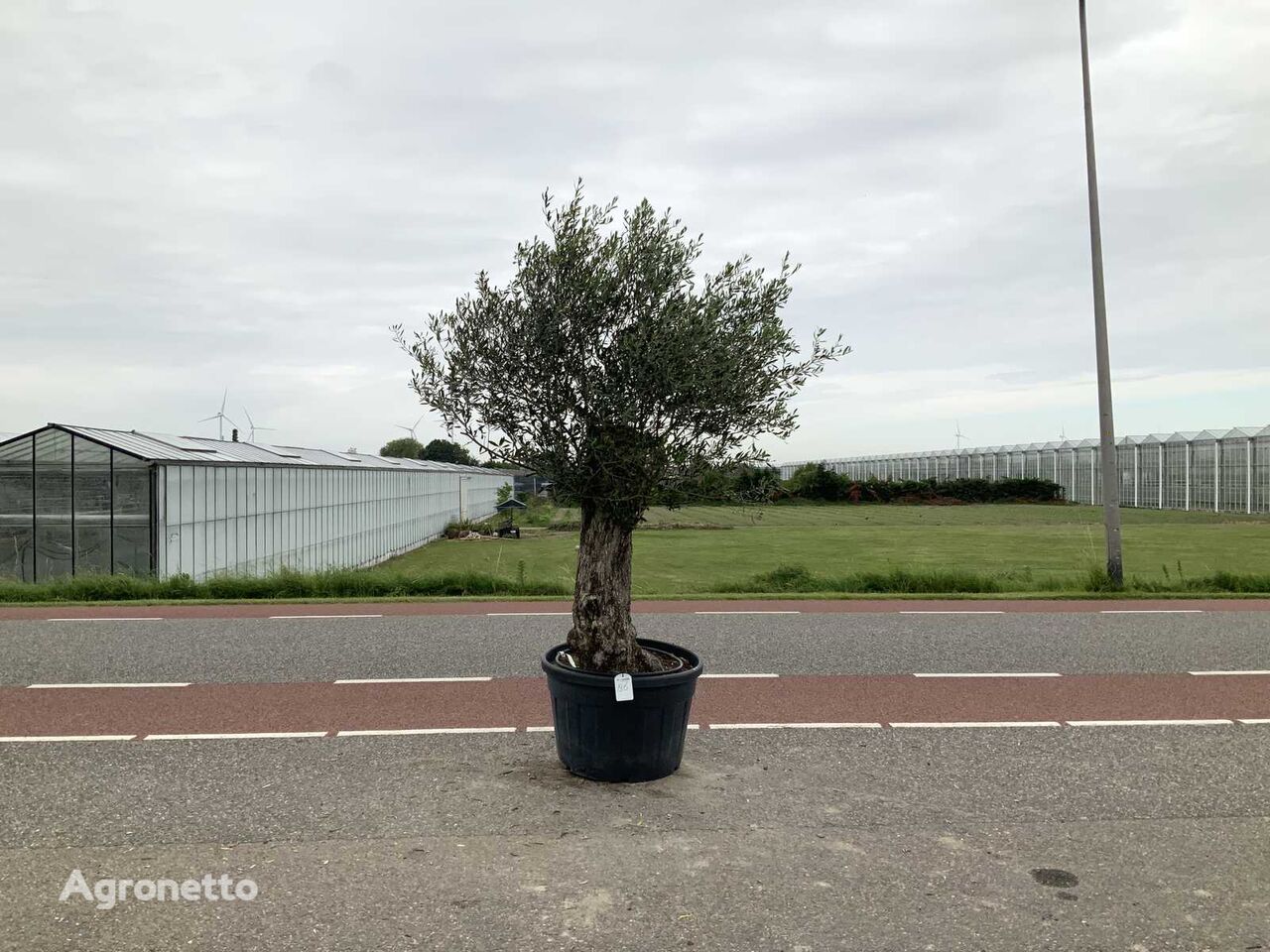 شجيرة زينة olijfboom (Olea Europaea Lessini)